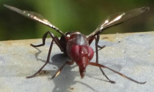 Réf. 355 075 : Cephalia rufipes